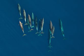 Bottlenose Dolphins school