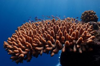 Acropora spathulata colony at Fitzroy Reef on GBR_©MGrinblat