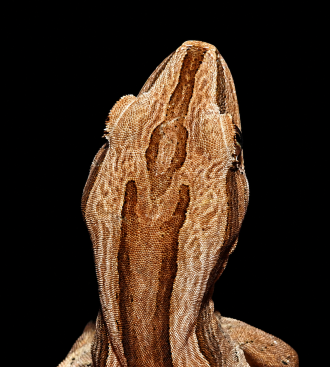Gecko photo 3 - head