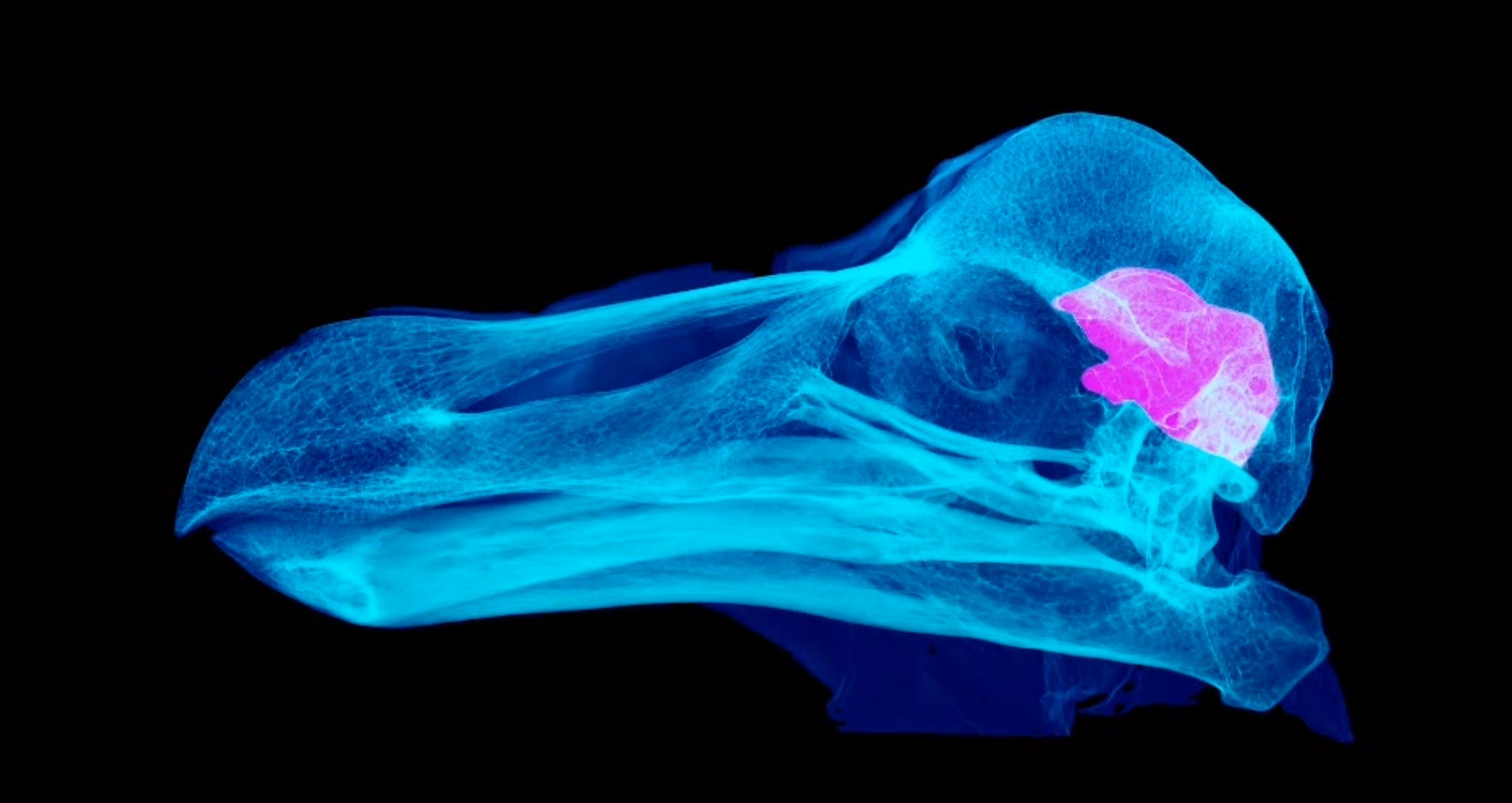 Virtual reconstruction of a CT scanned dodo skull. S Citron (University of Lethbridge) 