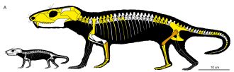 Newborn and adult Chiniquodon theotonicus