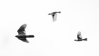 Relationships in Nature runner-up: Go Away. 