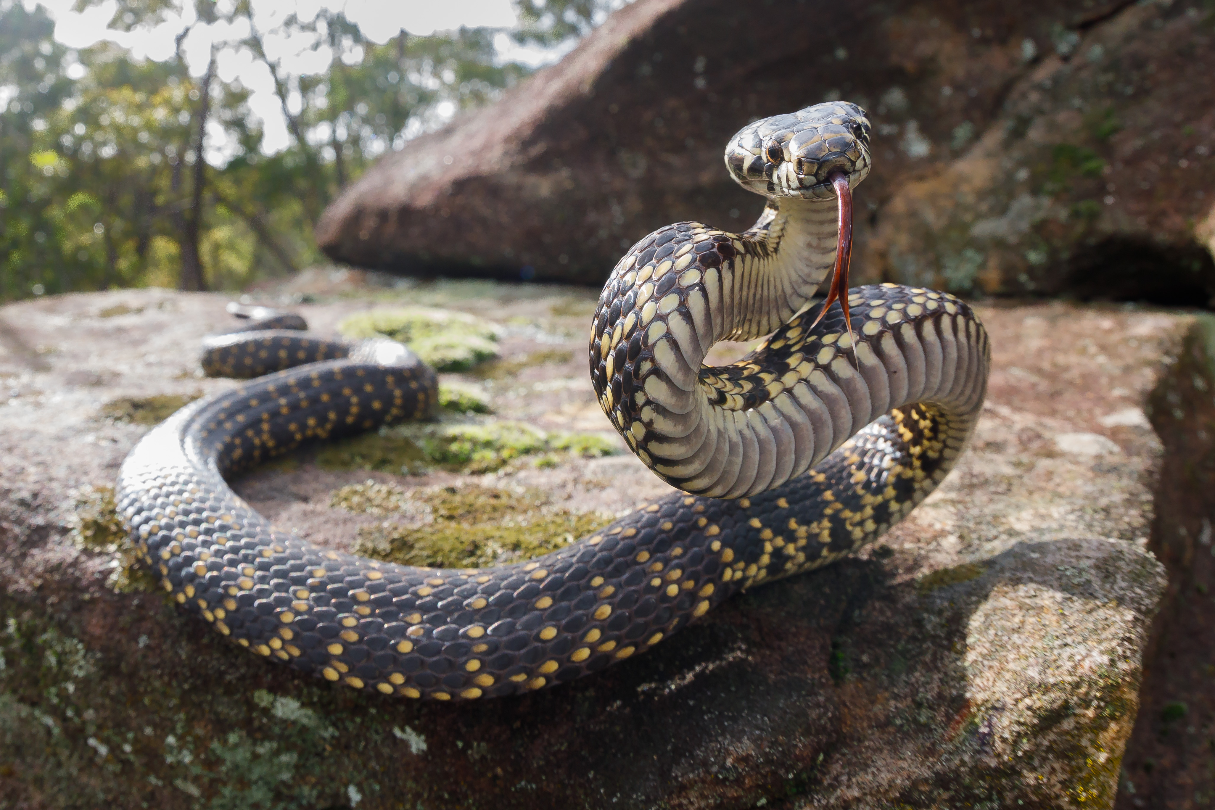 Hoplocephalus bungaroides, Broad-headed snake. Image credit: Jules Farquhar