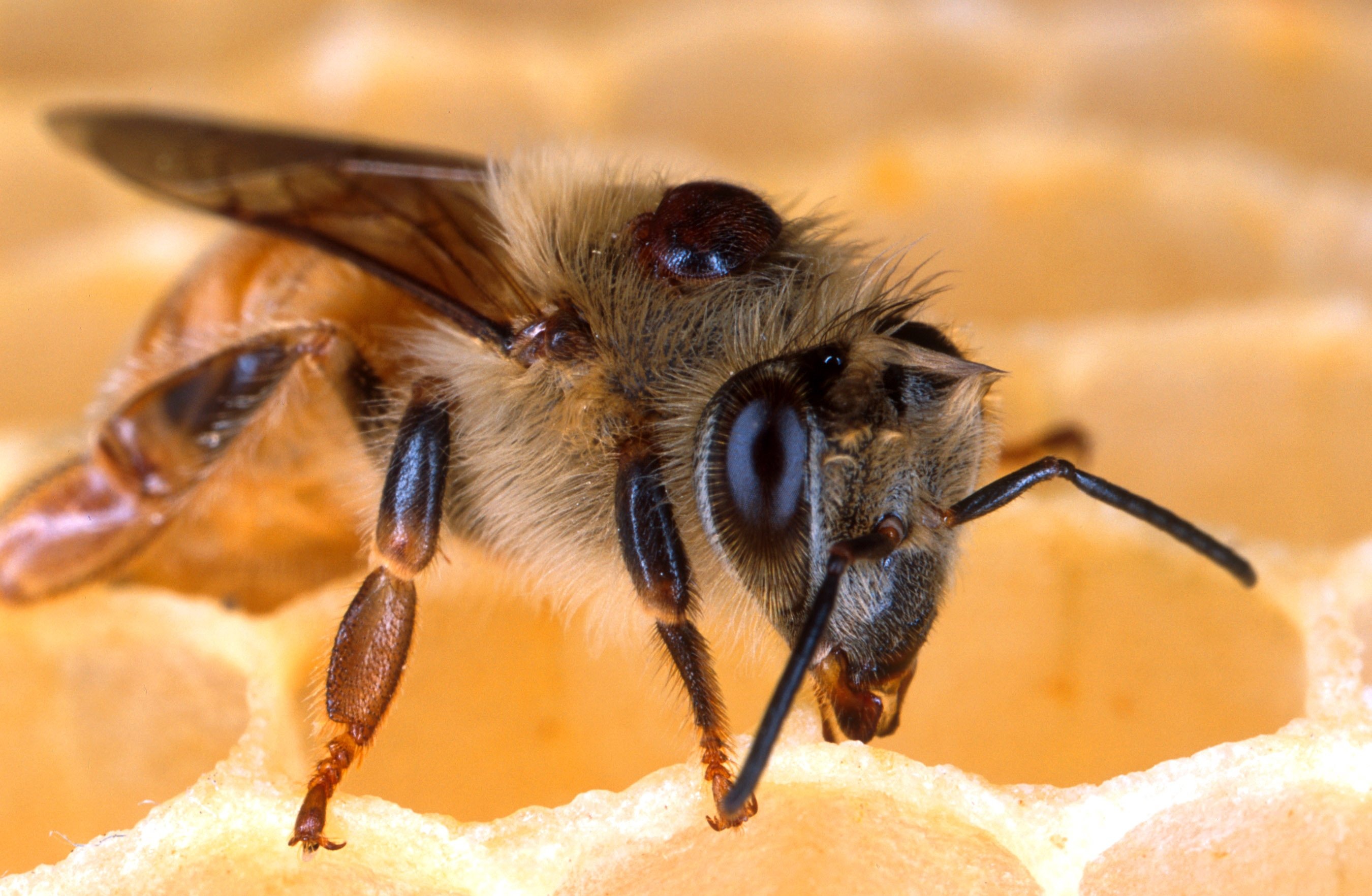 Western honey bee with a Varroa mite.