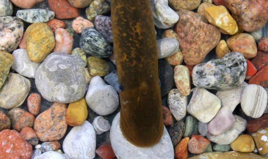 The image depicts a sexually spermiating mature male sea lamprey, characterized with a dorsal ridge, in a typical gravel patch where sea lampreys build nests and release pheromones that signal to ovulatory females the presence of spawning aggregations.. Image Credit: Anne M. Scott