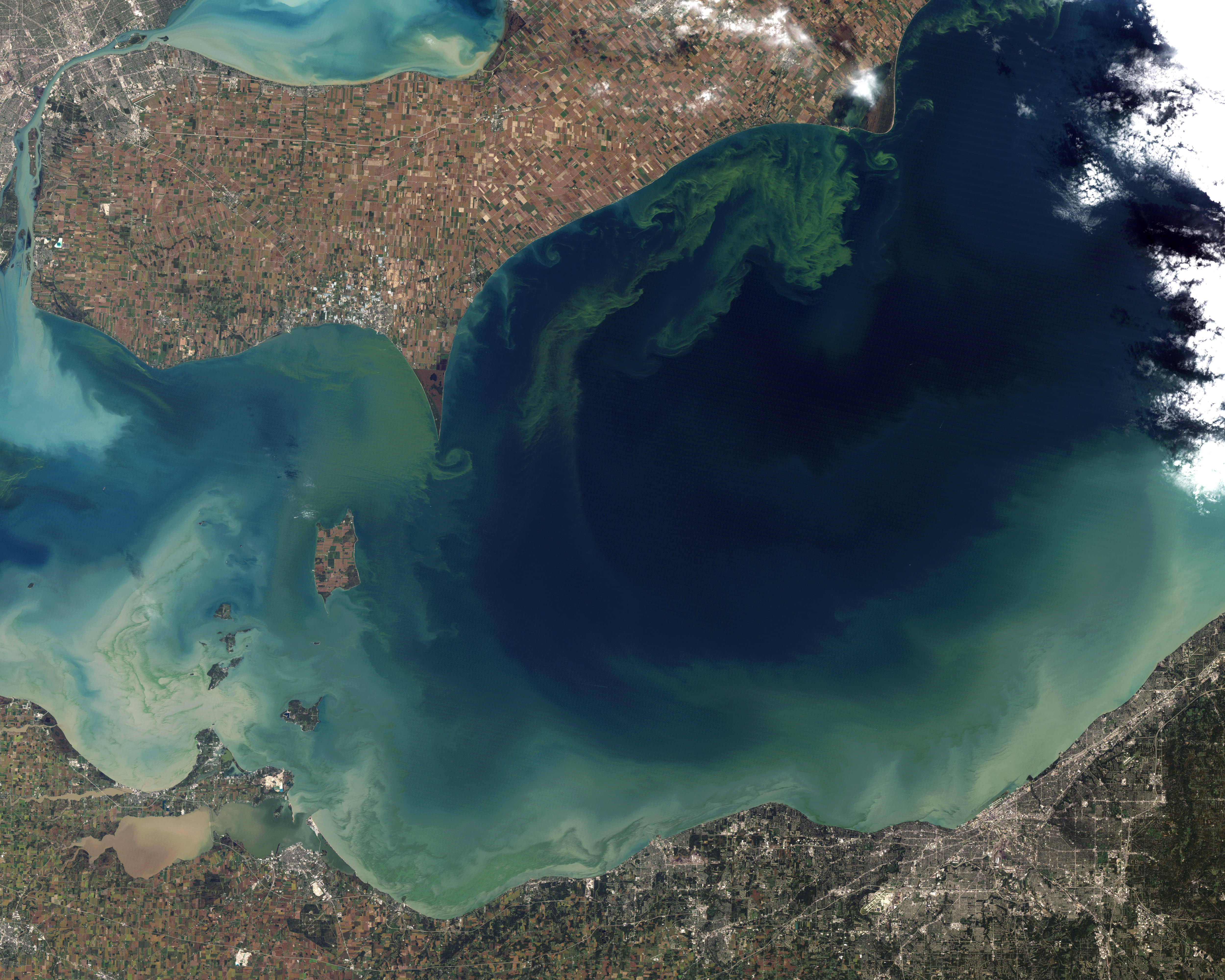 Toxic algae bloom in Lake Erie. Credit: NASA Earth Observatory (public domain)