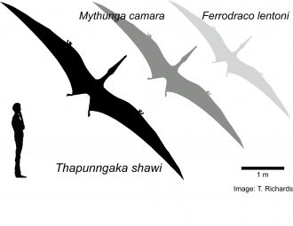 Hypothetical outlines of Australian pterosaurs showing relative wingspan sizes.