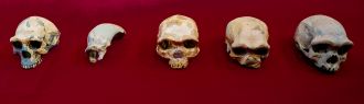 Ancient Humans