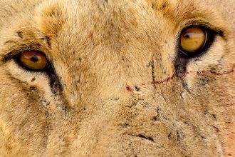 Hairs embedded in the damaged teeth of two “man-eater” lion analysed