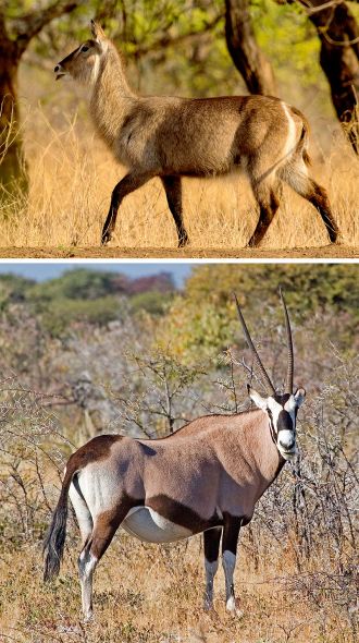 Hairs embedded in the lions’ teeth included those of waterbuck, and oryx
