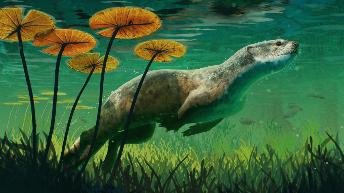 Artist impression of the stem pinniped Potamotherium valletoni in his natural, freshwater environment. Credit: Gabriel Ugueto (@SerpenIllus).