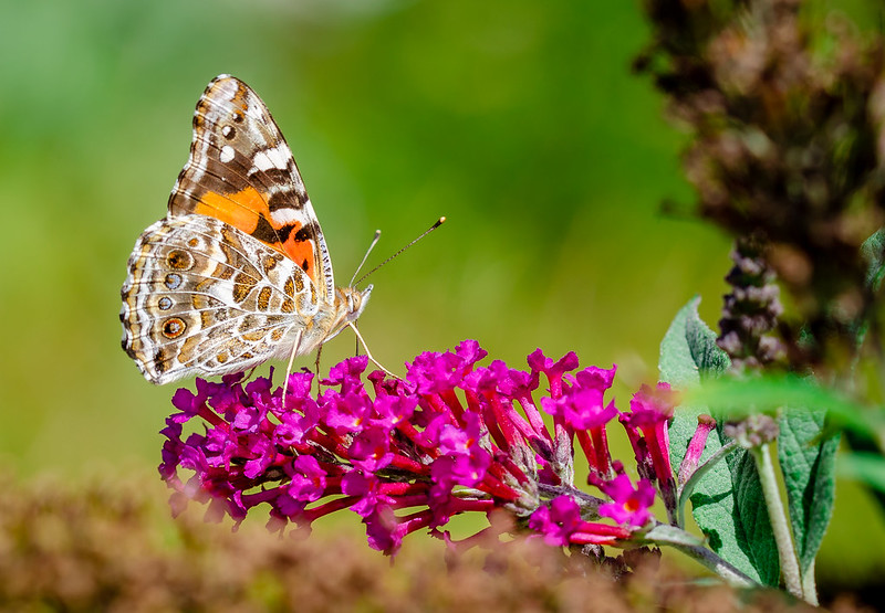 Australian painted lady (Vanessa kershawi) CREDIT Shawan Chowdhury