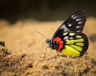 Red-base Jezebel (Delias pasithoe)