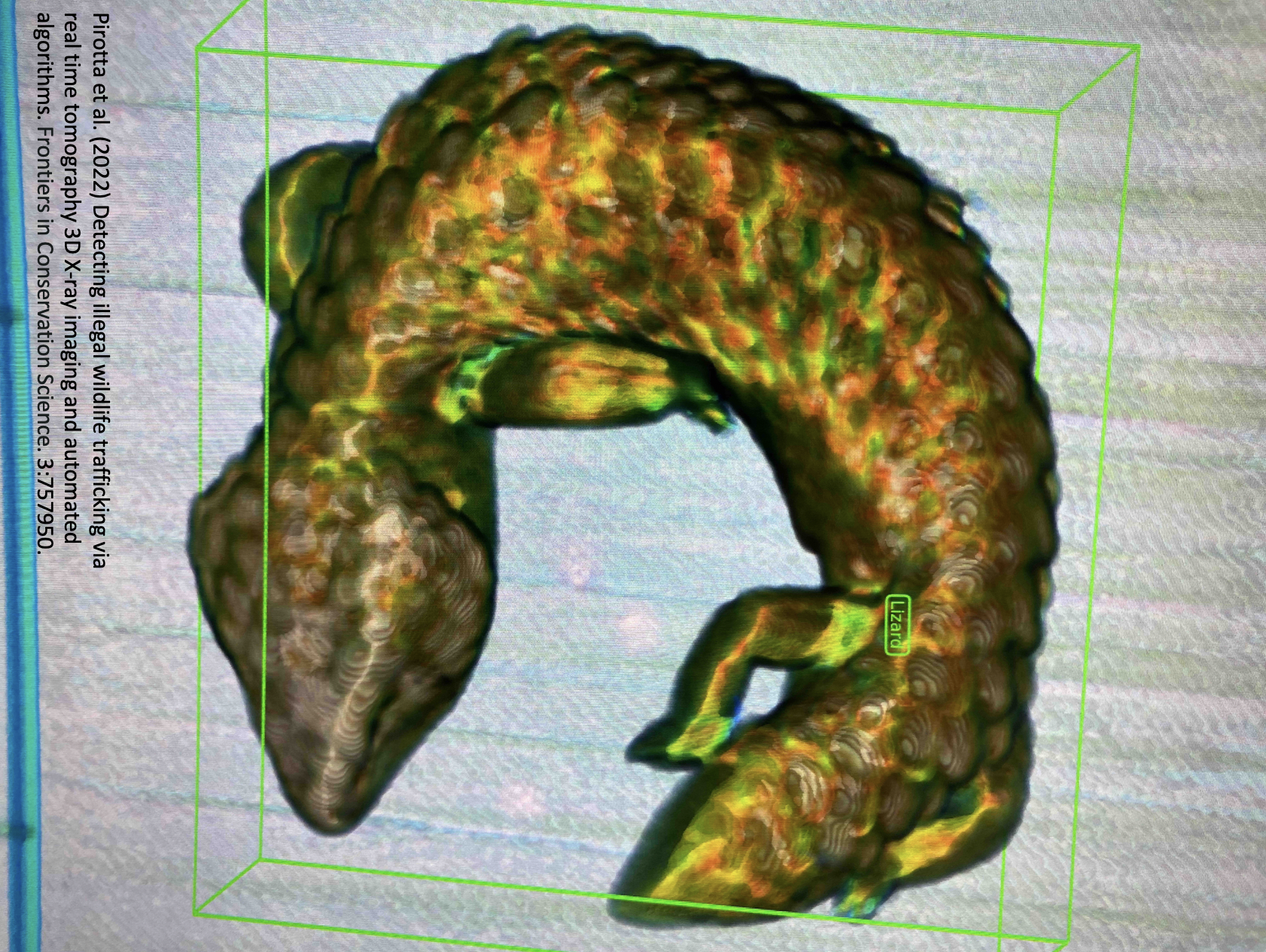 Credit: Dr vanessa Pirotta / Frontiers