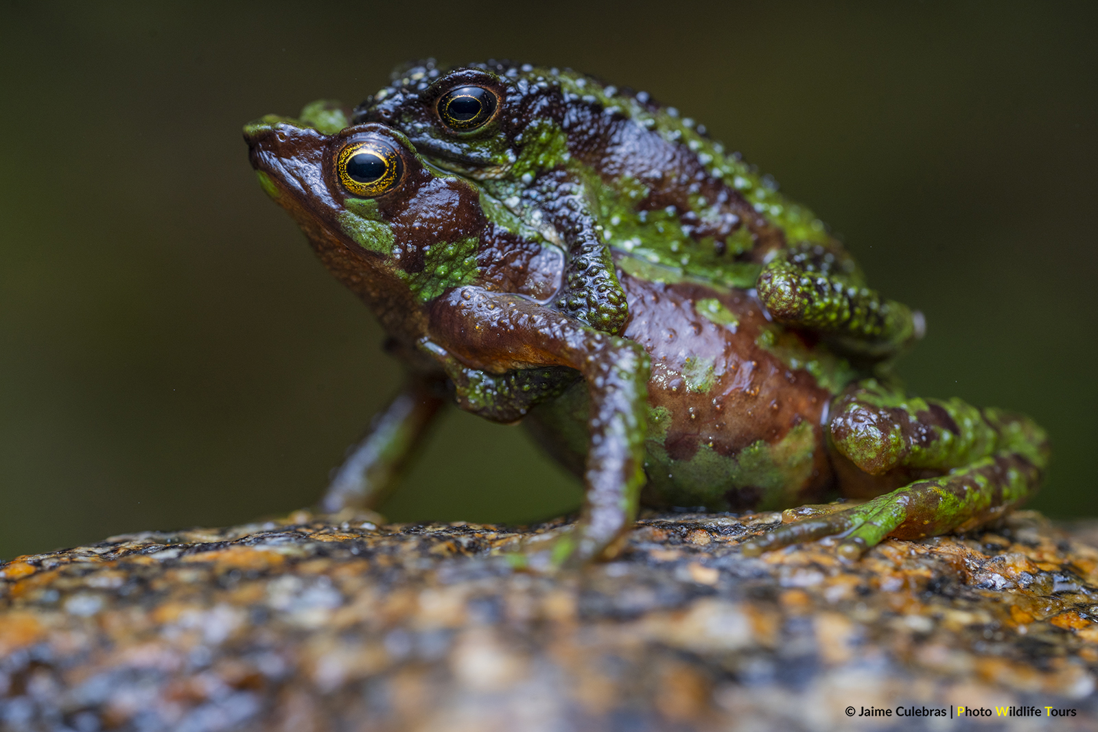 © Jaime Culebras/Photo Wildlife Tours