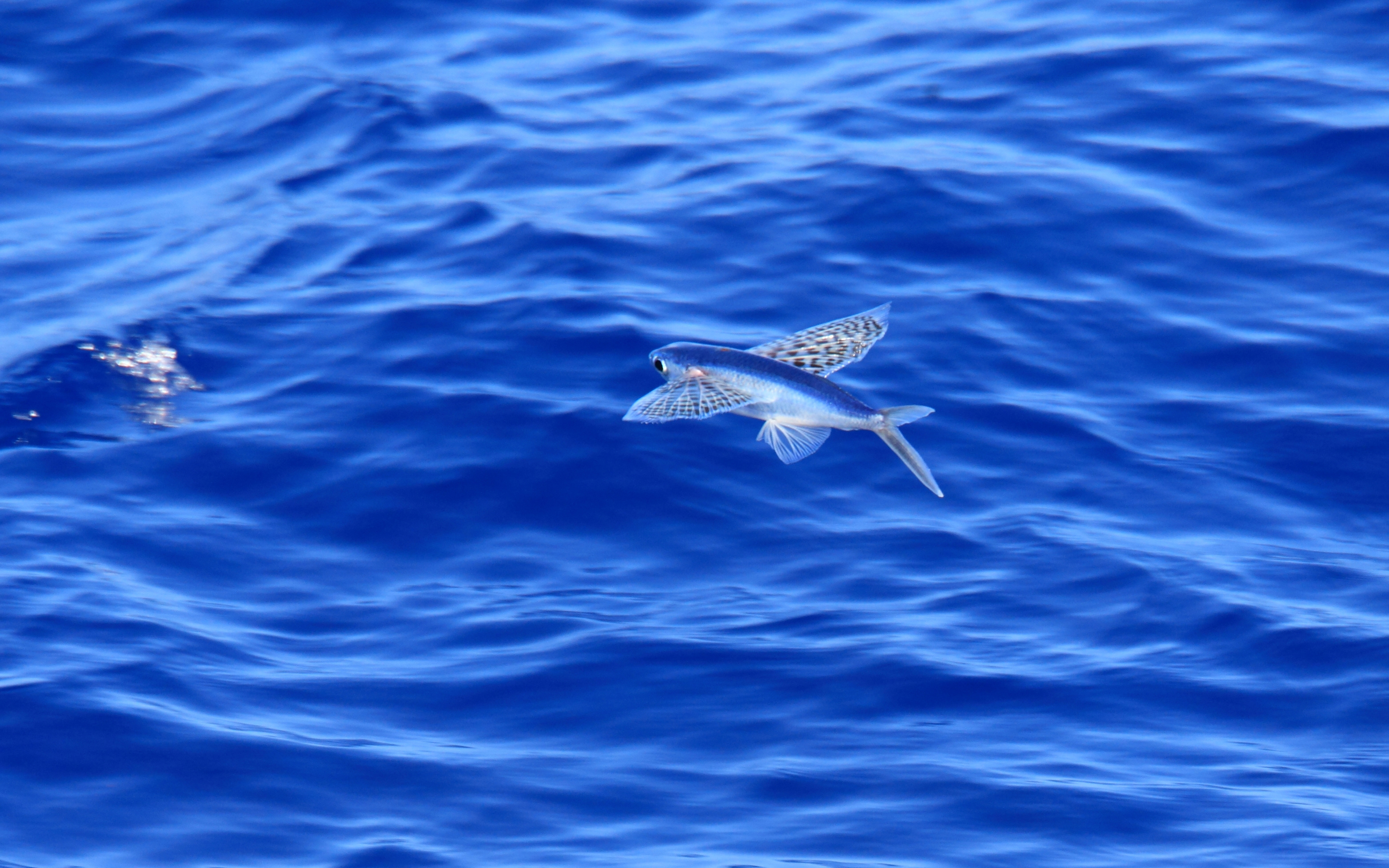 The yellow-wing flying fish (pictured) and other flying fish are increasingly vulnerable to climate change-related stressors. Credit: The University of Queensland