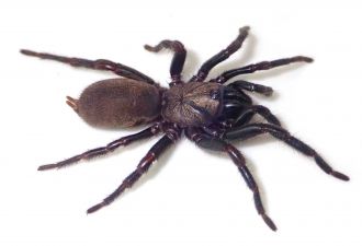 Aname ferruginea (new species) female