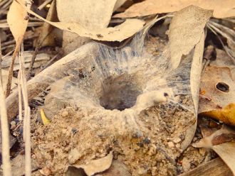 Aname occivillosa (new species) burrow