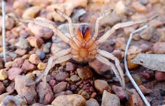 Aname rubrochelicera (new species) female in defensive posture