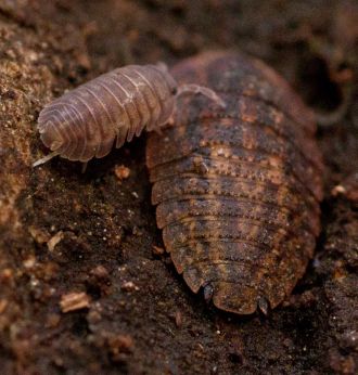 Trilobite cockroaches