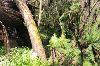 Survey in the sub-tropical rainforest