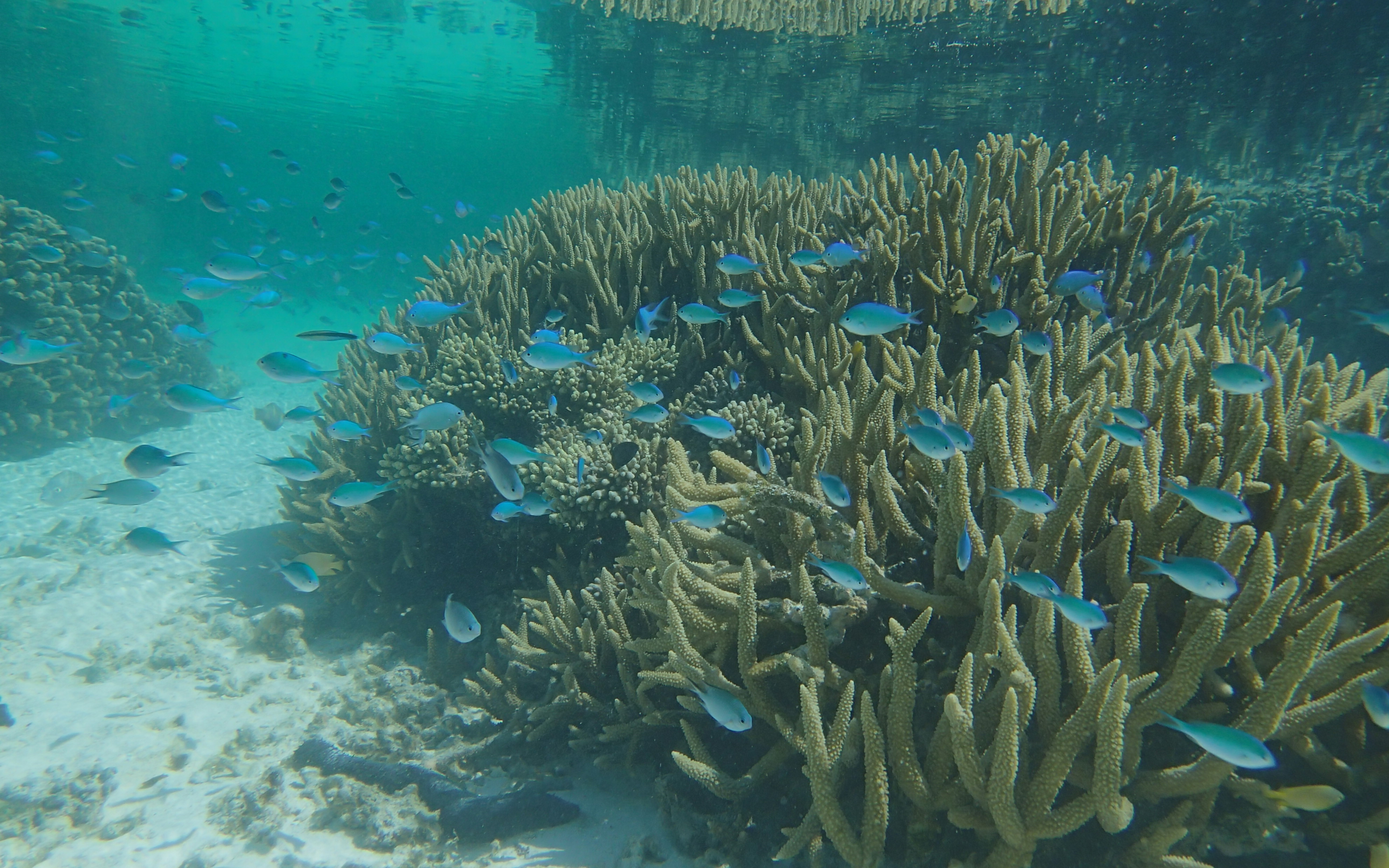 Water in the Great Barrier Reef was much dirtier eight thousand years ago. Image: Gregory Webb