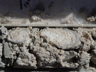 Reef core with microbialite