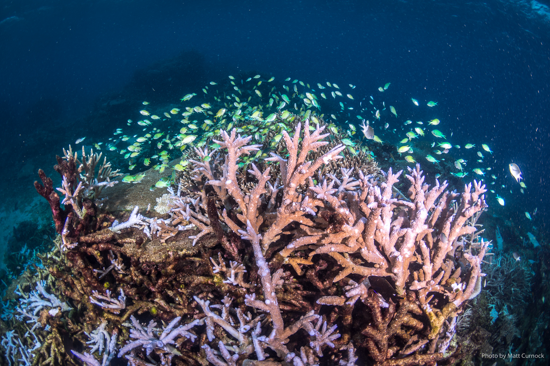 John Brewer Reef in February 2024 after a cyclone and bleaching. Photo: Matt Curnock
