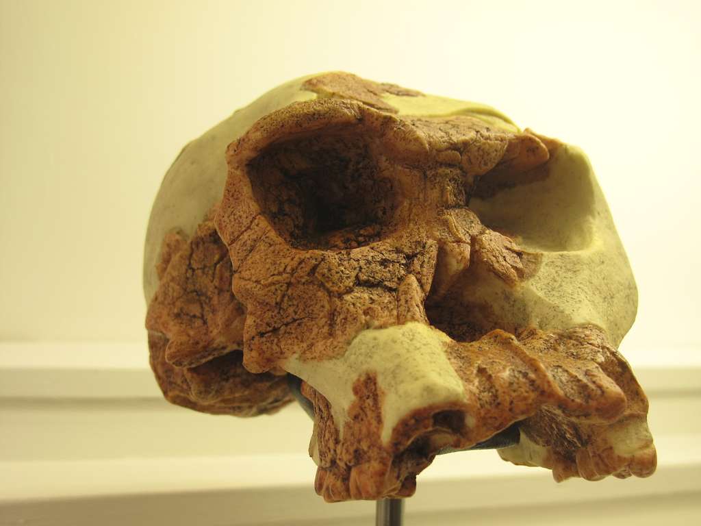 Homo Habilis skull, Rama, Public domain, via Wikimedia Commons