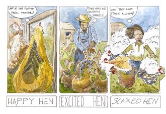 Blushing chickens cartoon
