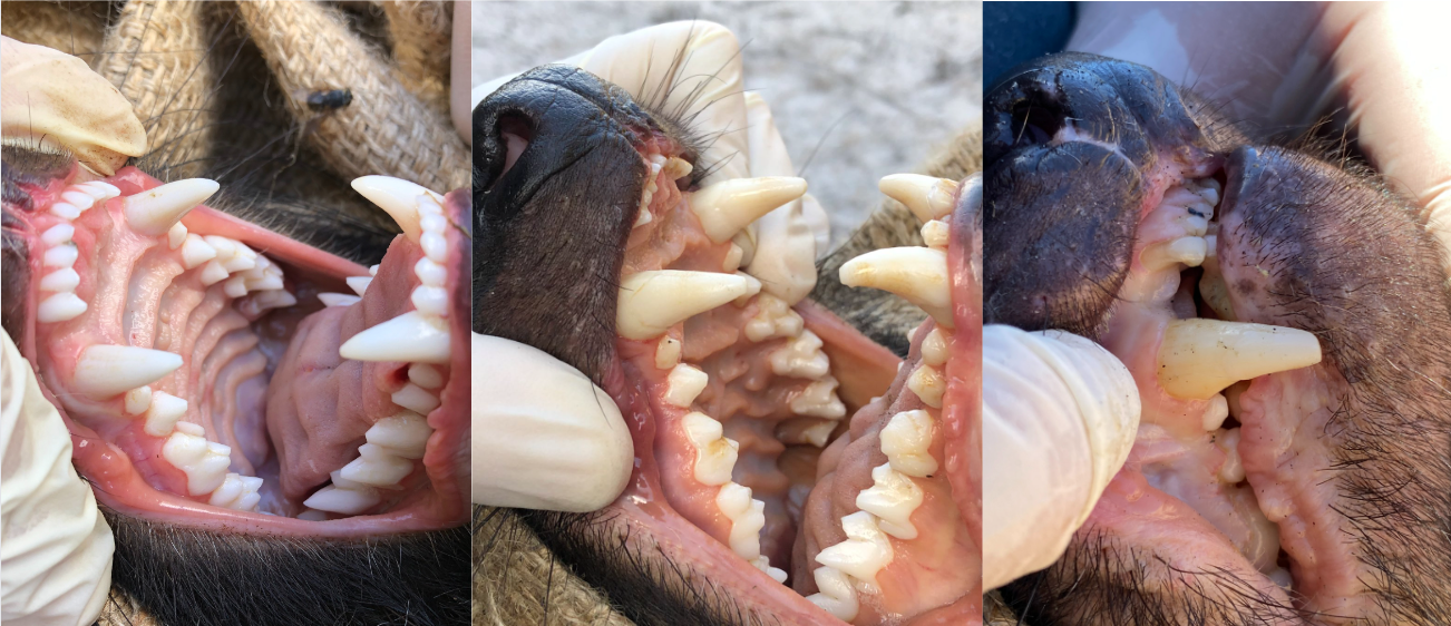 Images: David Hamilton. The teeth of a one, two and five-year old female Tasmanian devil. 