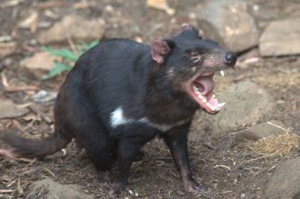 Tasmanian devil shows its teeth.