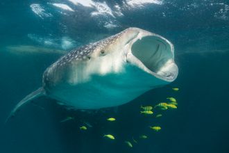 Whale shark