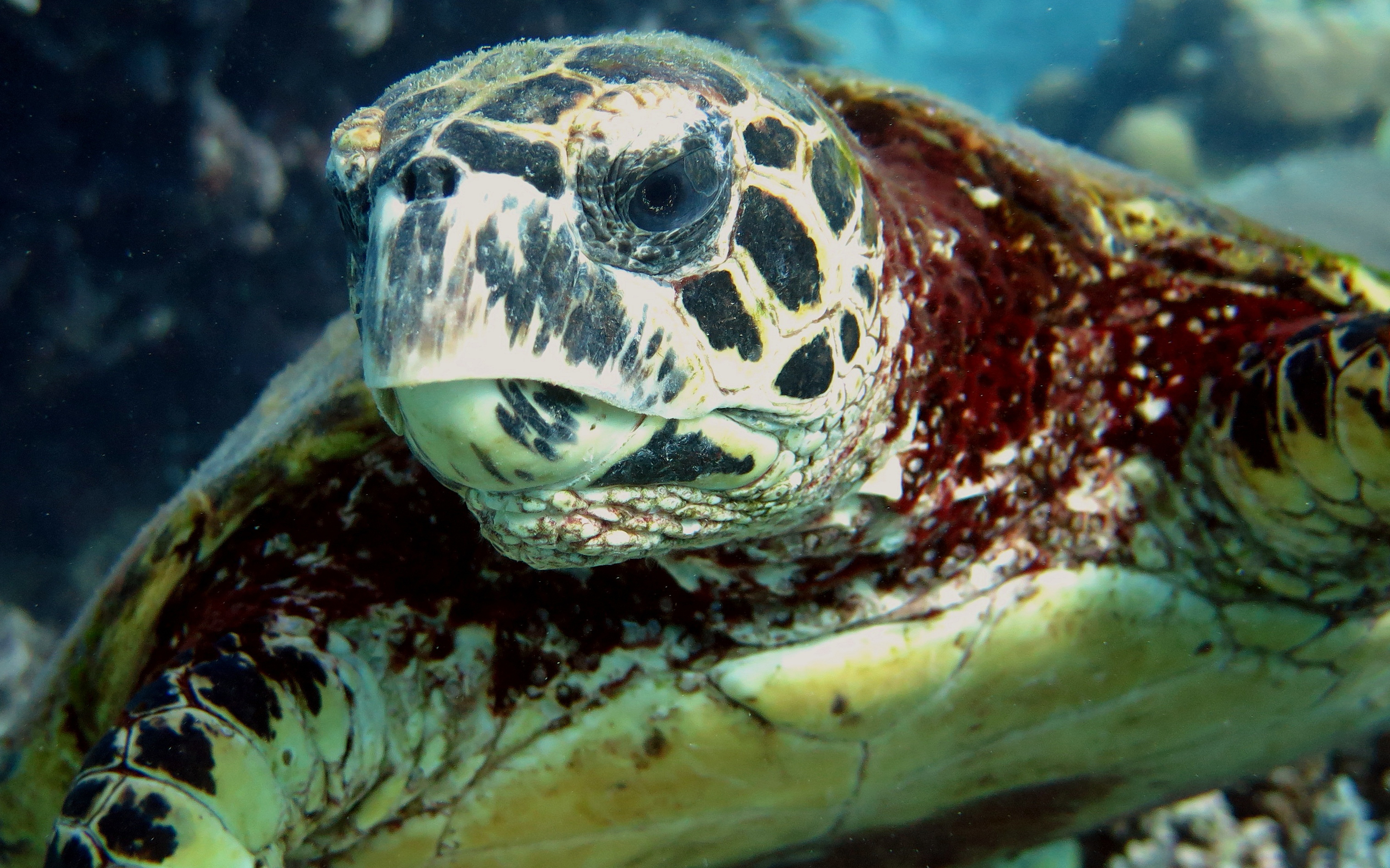 By prioritising the protection of climate refugia, it's possible to protect areas that are important to biodiversity today and likely in the future. Credit: Sandra Neubert