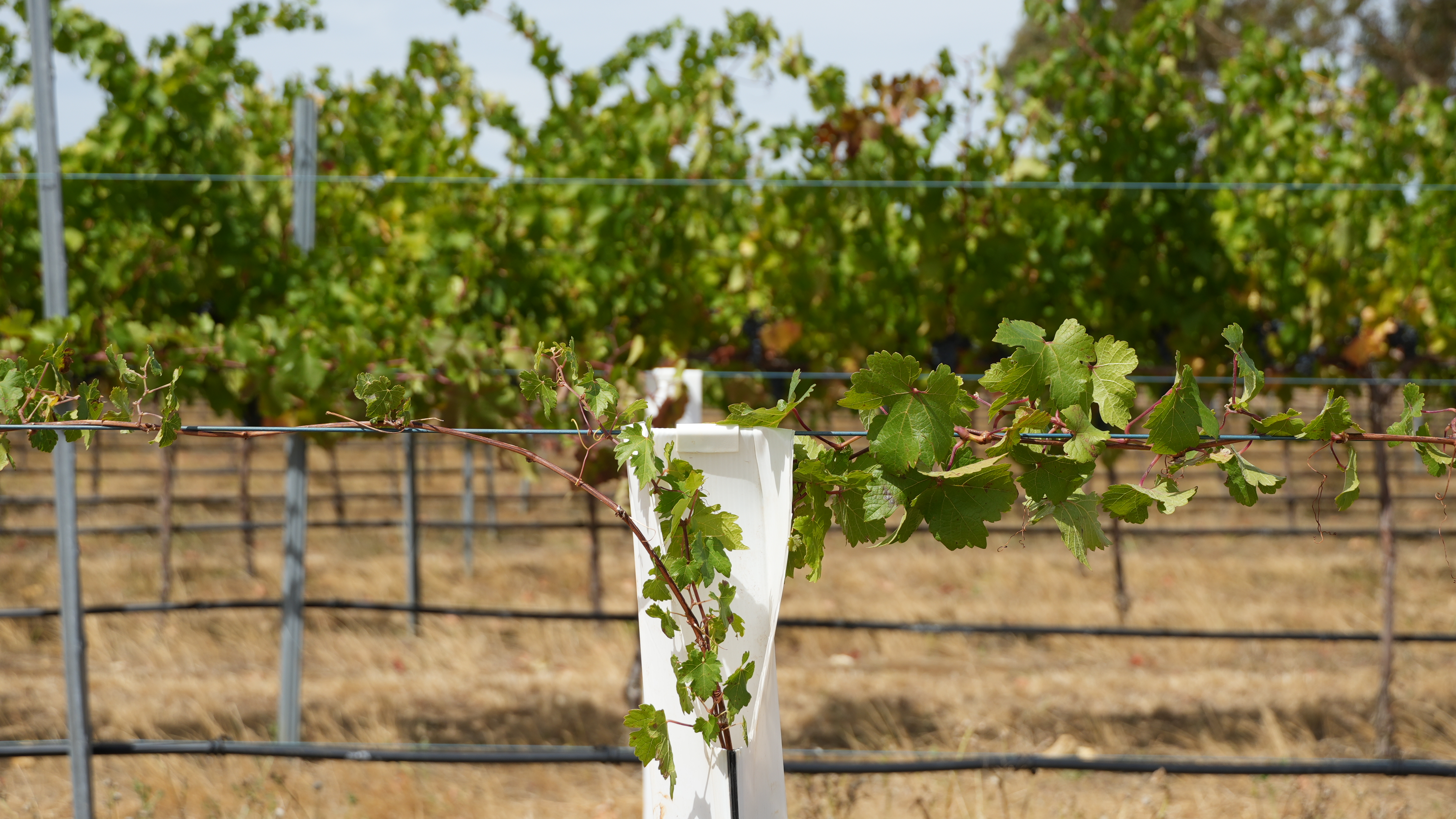 Close-up of Wynns and CSIRO progeny plants in the ground at Wynns Coonawarra Estate.