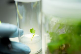 Seedlings in the lab at CSIRO Waite campus in Adelaide.