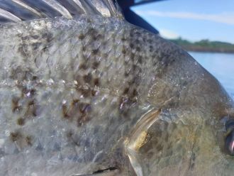 Barred javelin (Pomadasys kaakan) Specimen #1 closeup operculum margin