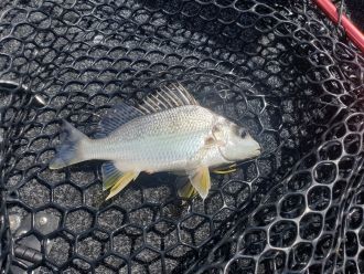 Barred javelin Specimen #2 fins splayed Credit Ben Mos