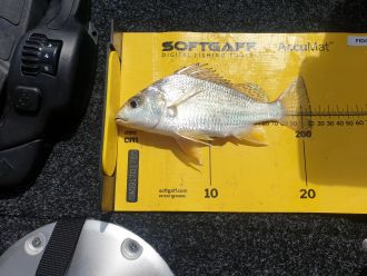 Barred javelin Specimen #2 size Credit Ben Mos