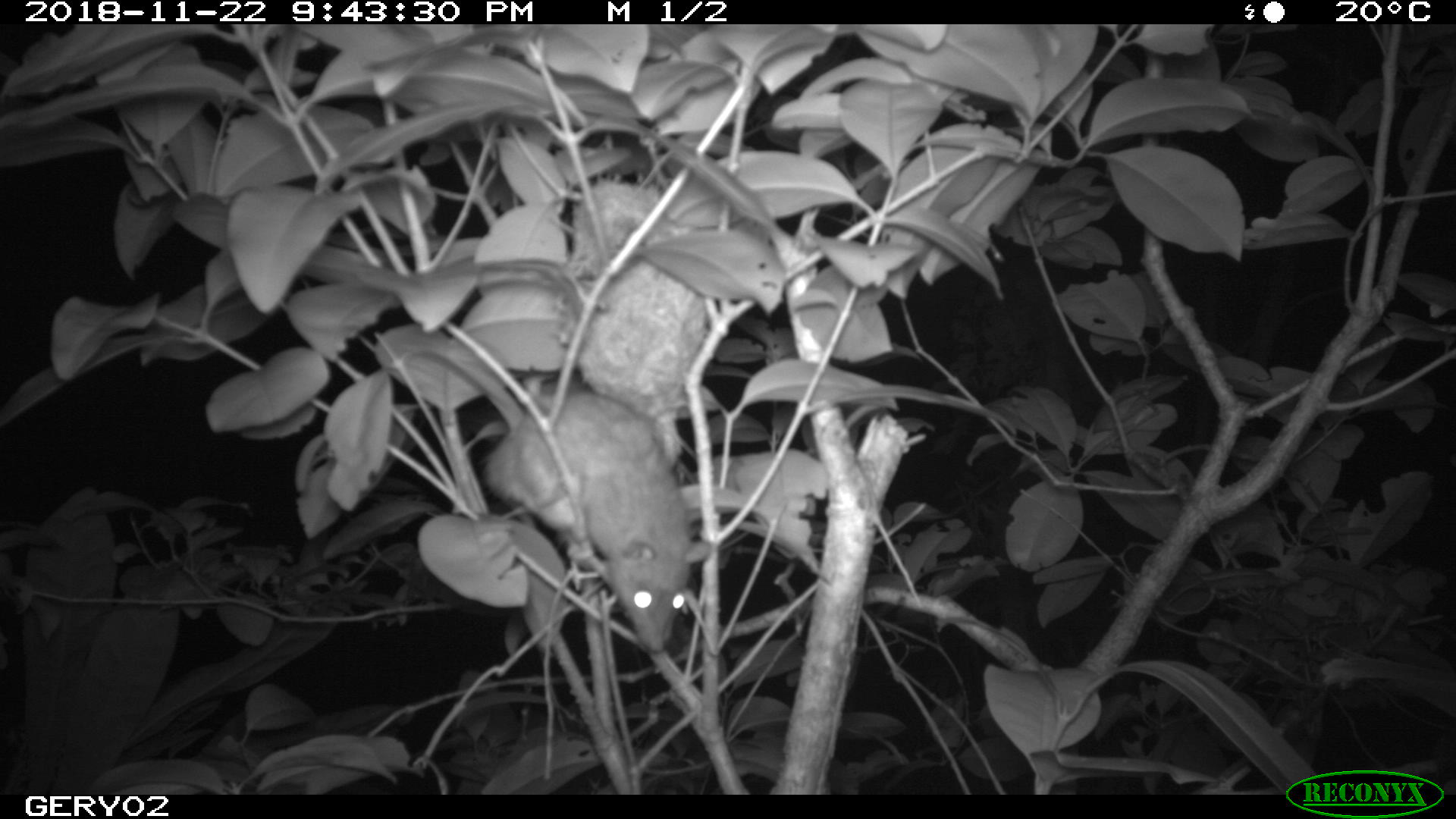 A camera trap captures a rat preying on eggs and chicks of each endemic song bird species on Norfolk Island (image by Allie Nance)