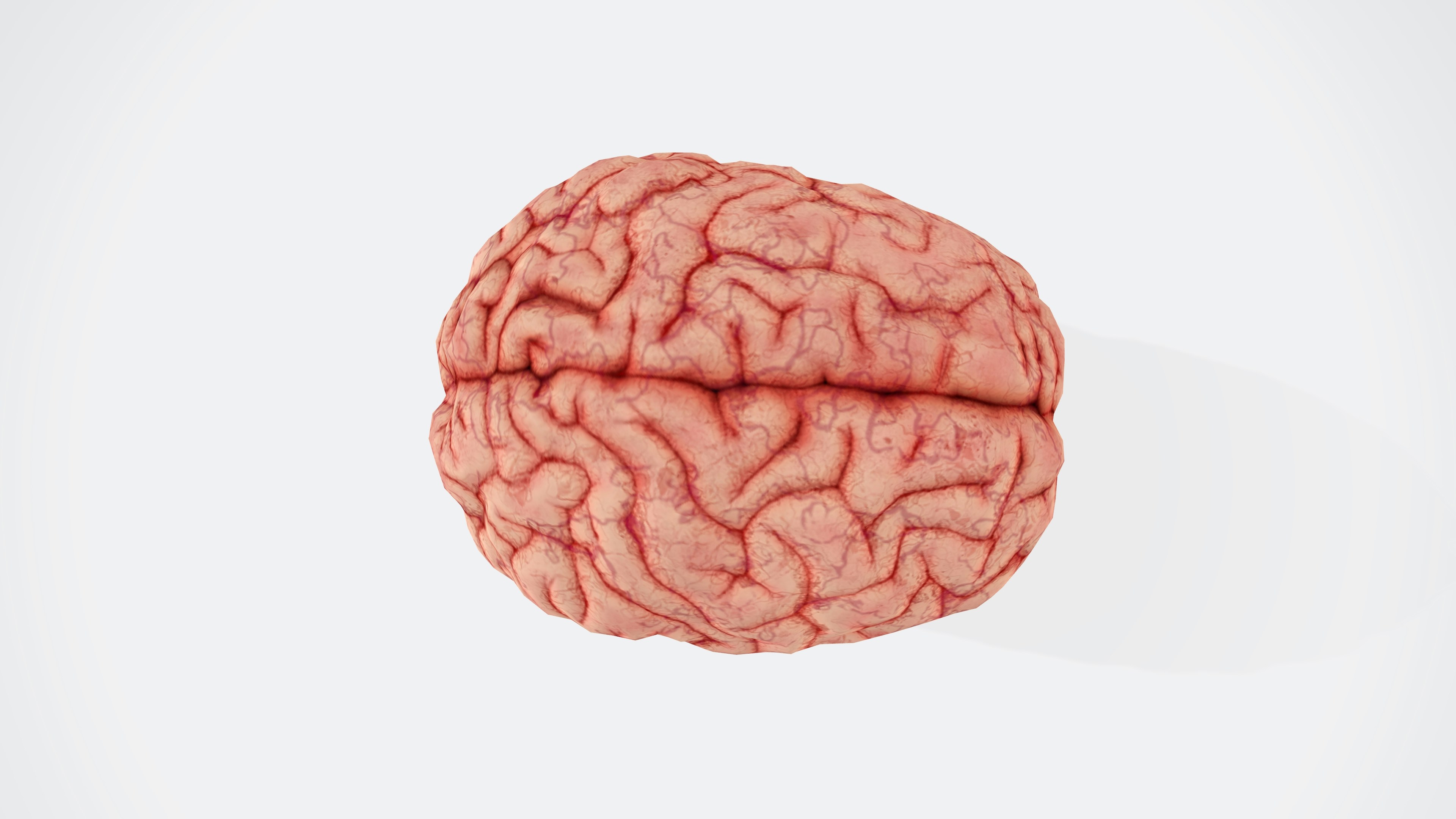 CC-0. https://unsplash.com/photos/a-close-up-of-a-human-brain-on-a-white-background-iW_n3MqVVtU