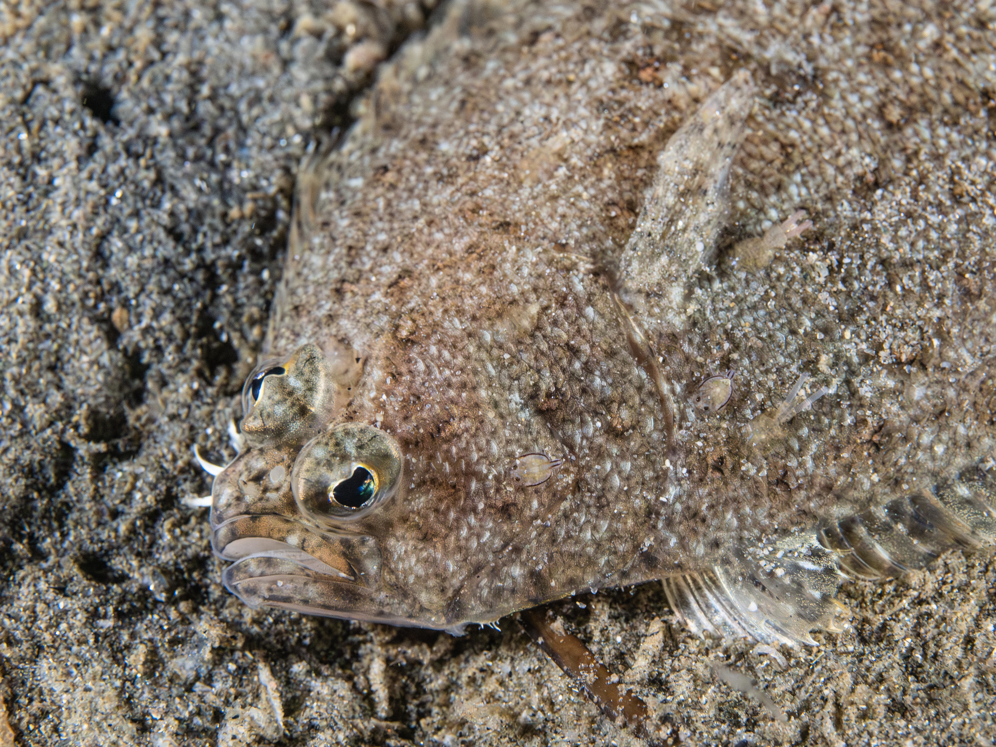 Photo by Jeremy_Jodoin on iNaturalist (CC BY-NC)