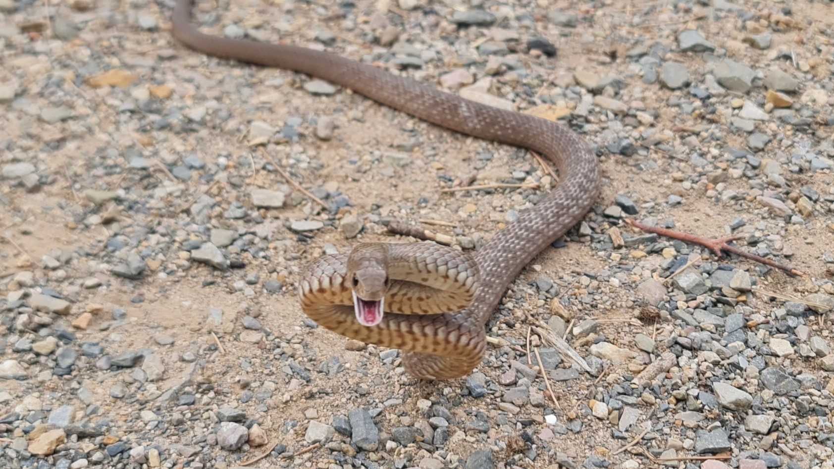 Eastern brown snake by Max Tibby · no rights reserved