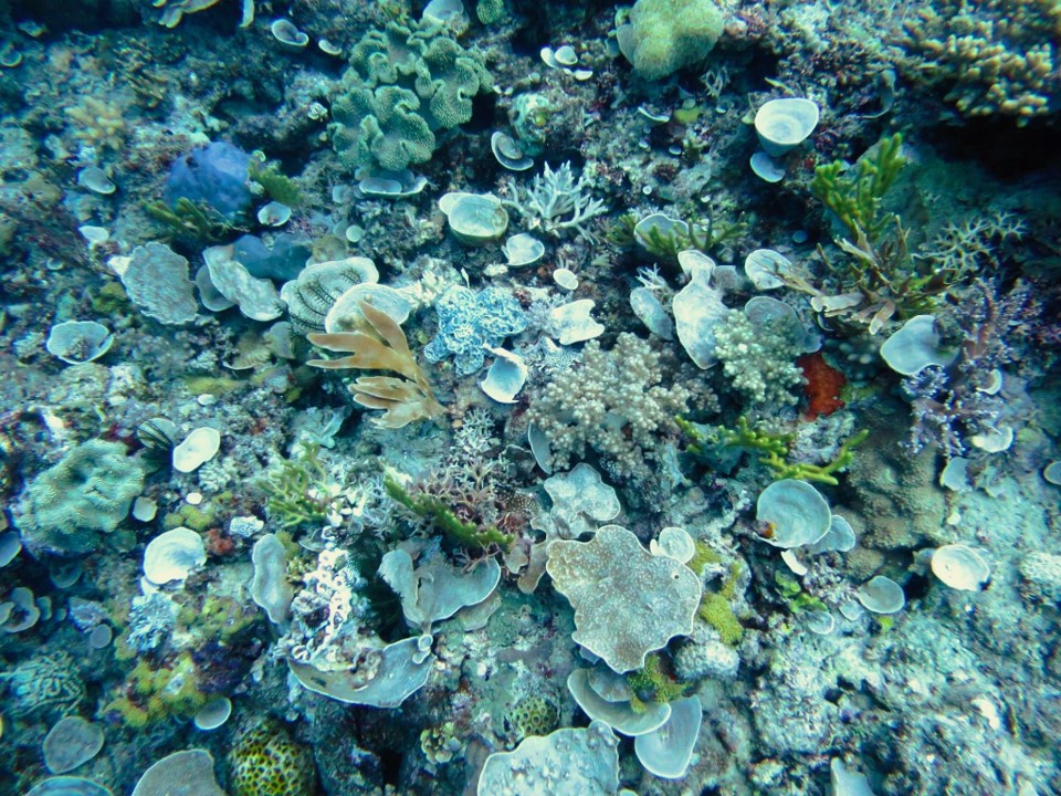 The latest findings suggest that thermal stress disturbs sponge-microbes symbiosis, which likely causes the sponge to die. Photo: Heidi Luter.