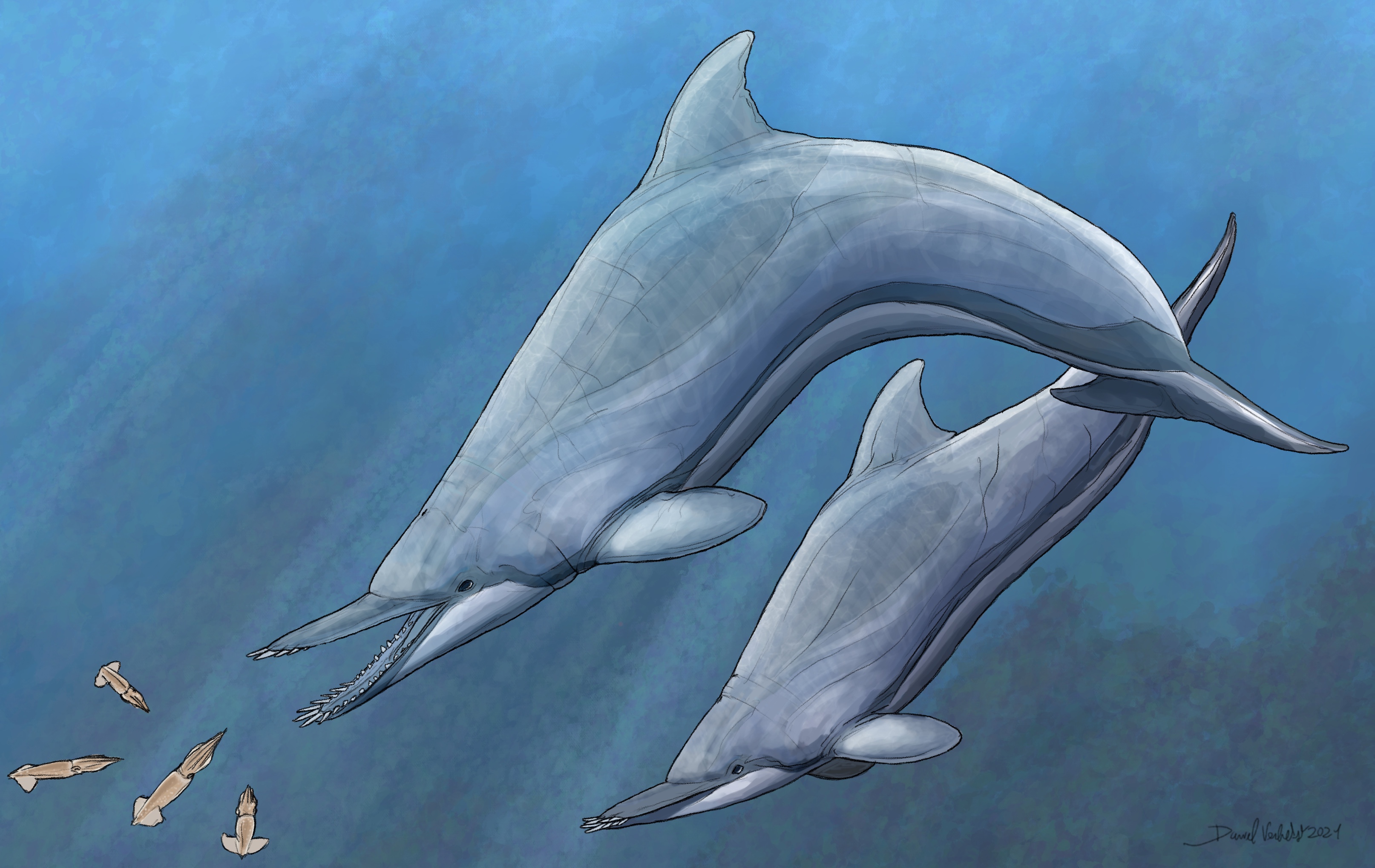 Reconstruction of Nihohae matakoi in New Zealand's Oligocene oceans, pursuing a shoal of squid." Art by Daniel Verhelst