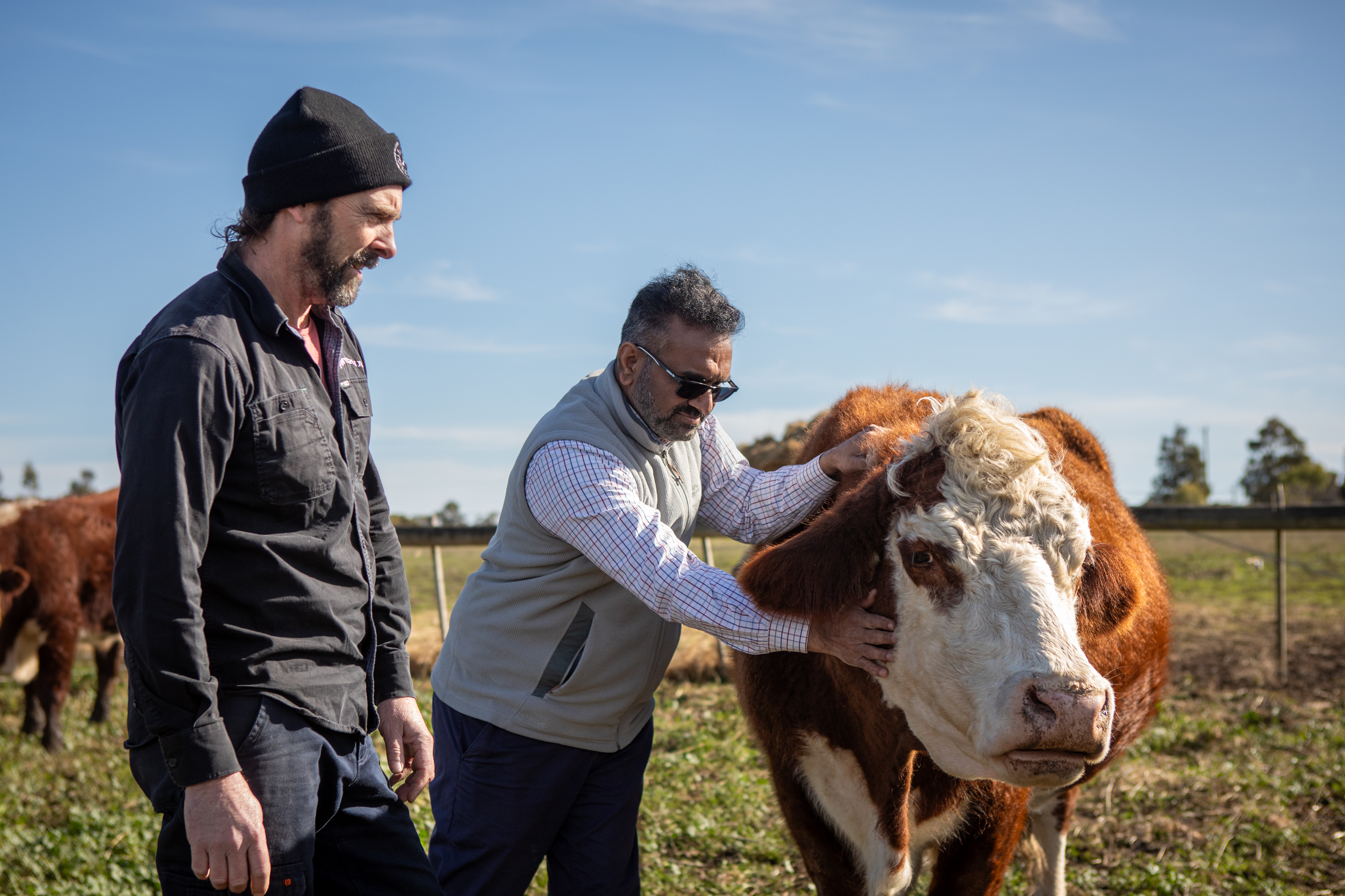 Chris Balazs, farmer and CEO of Provenir (left), and RMIT's Professor Rajaraman Eri on an Australian farm with cattle. Credit: Ant Bragaglia, RMIT University