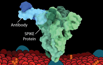 One of the class 6 antibodies attaching to the SARS-CoV-2 spike protein