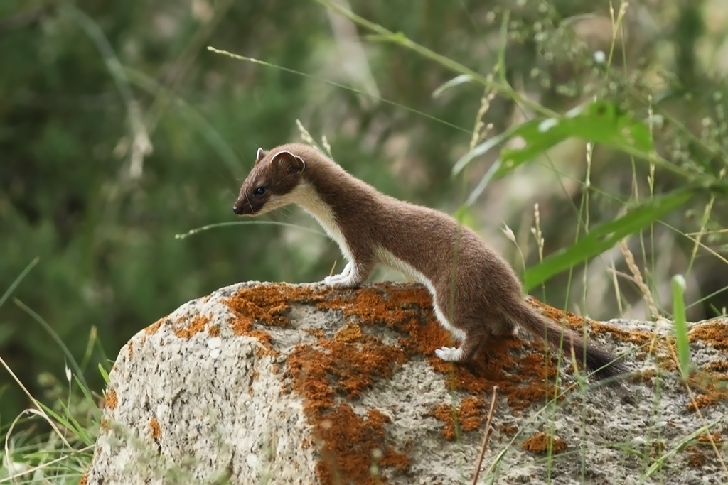 "Stoat | Jispa, Himachal Pradesh" by soumyajit nandy is licensed under CC BY-SA 2.0.