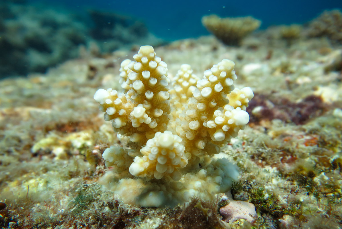 A young coral colony (Acropora recruit) on the surface of a reef on the Great Barrier Reef. Credit: AIMS