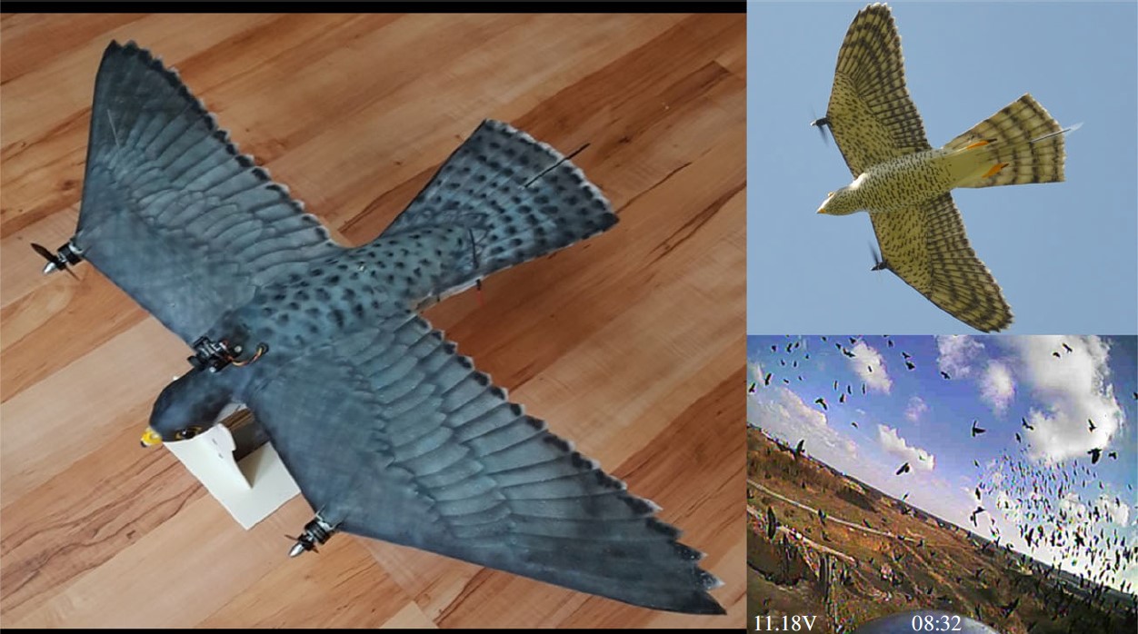 The RobotFalcon (left), a view from the RobotFalcon’s underside during flight (top-right) and an example of its view during flight (bottom-right). Credit: Storms, F et al.